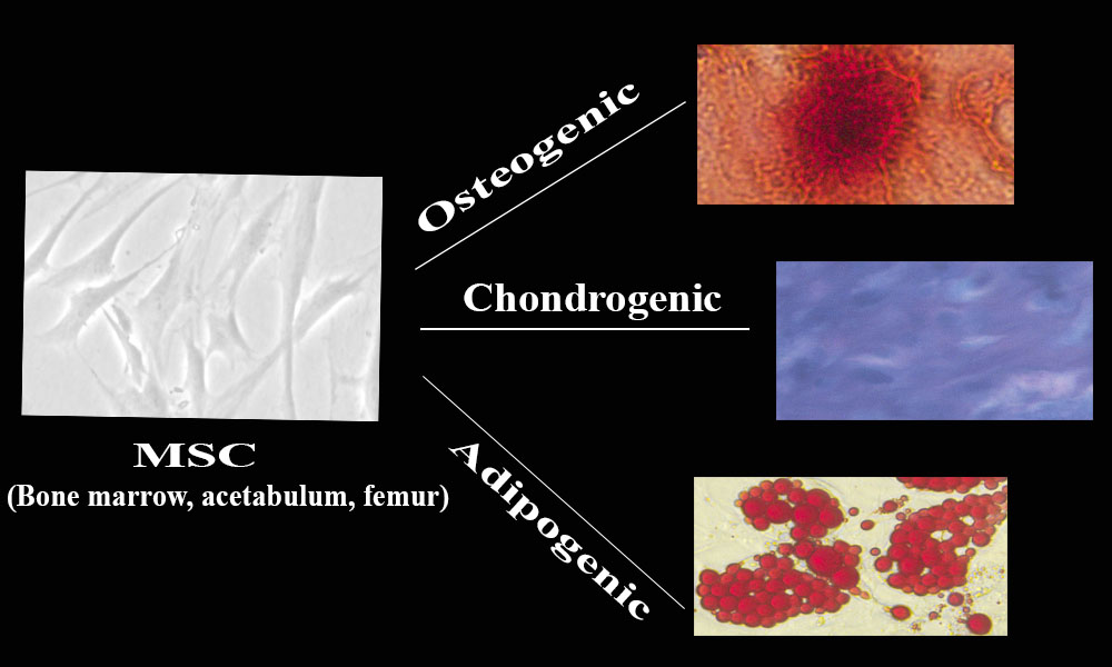 Peretti Research Topic 4_image